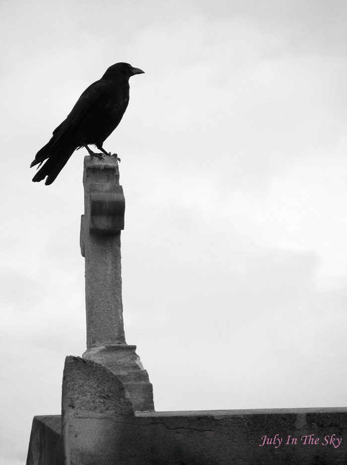 blog beauté photographie art passion cimetière montparnasse paris corbeau